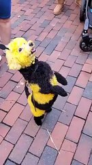 Dog Dressed as Bee Delights