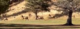 Elk Herd Stampede in Estes Park