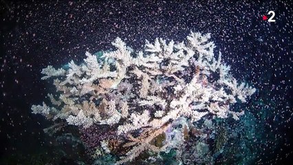 Photo hebdo : les meilleurs clichés de la semaine du vendredi 26 novembre