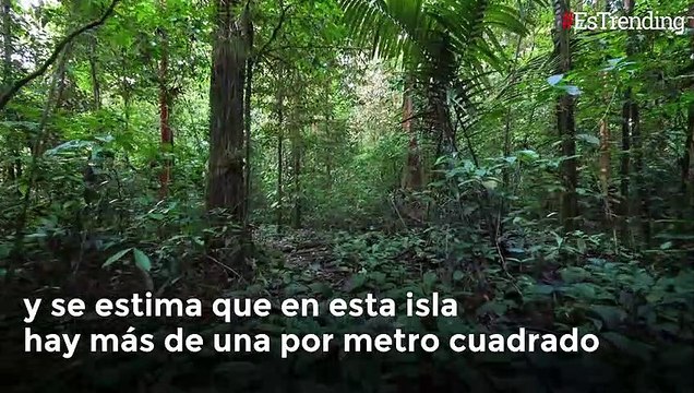 La isla de las serpientes, así es uno de los lugares más peligrosos del mundo