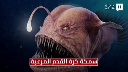 بأسنان حادة وجسم ككرة القدم.. سائح يعثر على سمكة نادرة في المحيط الهادىء