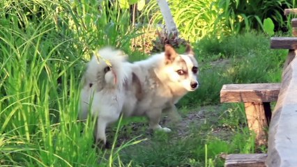 El significado de los 21 comportamientos más extraños de los perros_