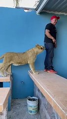 Juguetón león asusta a hombre; reacción se vuelve viral en TikTok