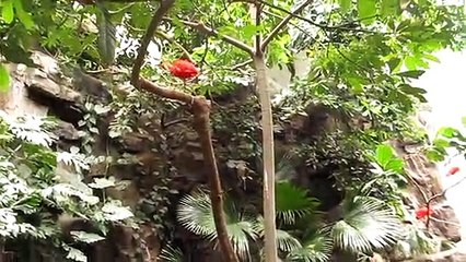 World of Birds Exhibit at Bronx Zoo
