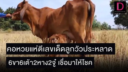 คอหวยแห่ตีเลขเด็ดลูกวัวประหลาด6ขา6เต้า2หาง2จู๋ เชื่อมาให้โชค | ชนคลิปข่าว 27/11/64 เดลินิวส์