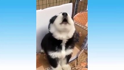 Funniest Pets Don'T Try To Hold Back Laughter