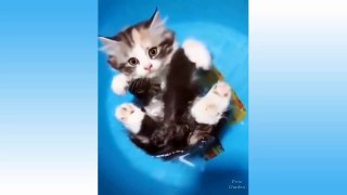 Top Funny Cat Videos Of The Weekly - Try Not To Laugh