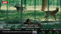 ...حاسة الشم لا يمكن استبدالها بالآلات . ان...