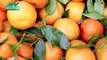 Benefits of Oranges: जानें सर्दियों में Oranges खाने के 5 फायदे