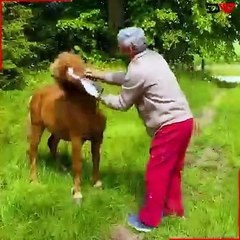 HORSE KICK