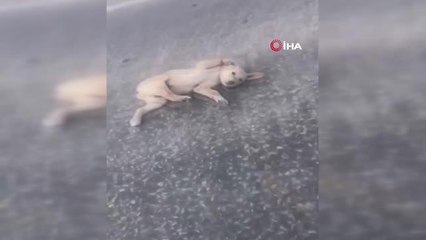 (AKSARAY - TEKRAR)Türkiye'nin yüreğini ısıtan Aksaraylı hayvansever o anları anlattı