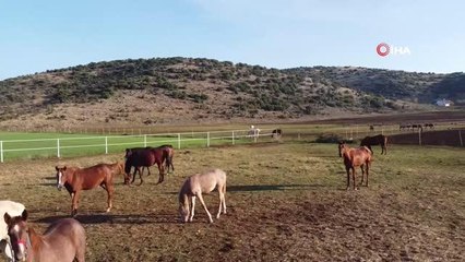 Servet değerindeki atlar, Türkiye'nin dört bir yanından ilgi görüyor