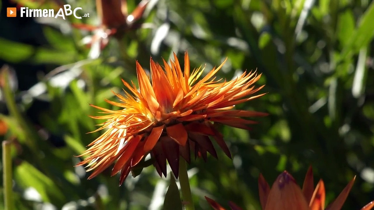 Baumwohl Tirol Inh. Andreas Margreiter – Ihr Profi für Baum- & Gartenpflege in Jenbach