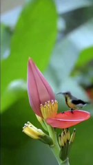 Beautifull nature Peaceful View brid song