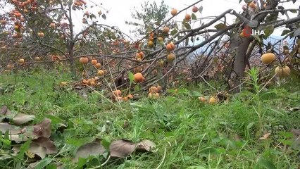 Trabzon'da dallar meyveleri taşıyamaz hale geldi