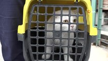 İstanbul'da boşanan çift kedileri paylaşamadı, kediler barınağa kaldı