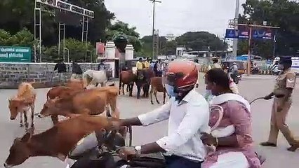 'ஓரம் போ'.. நடுரோட்டில்.. சட்டென குச்சியை எடுத்து மாடுகளை ஓட்டிய சப்-இன்ஸ்பெக்டர்.. வைரல் வீடியோ!