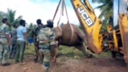 கோவை அருகே ரயில் மோதி 3 யானைகள் பலி... ரயில் எஞ்சின் பறிமுதல், ஓட்டுநரிடம் வனத்துறை விசாரணை