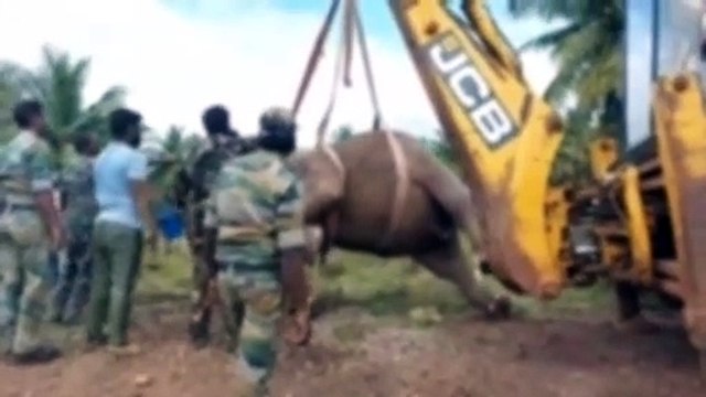 கோவை அருகே ரயில் மோதி 3 யானைகள் பலி... ரயில் எஞ்சின் பறிமுதல், ஓட்டுநரிடம் வனத்துறை விசாரணை