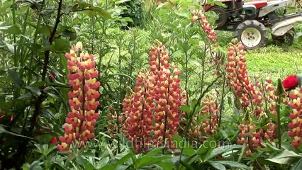 Lupine flowers in a Bhutan garden