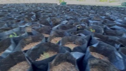 Mühendis çift, yanan ormanlık alanların yeşillendirilmesi için fidan yetiştiriyor