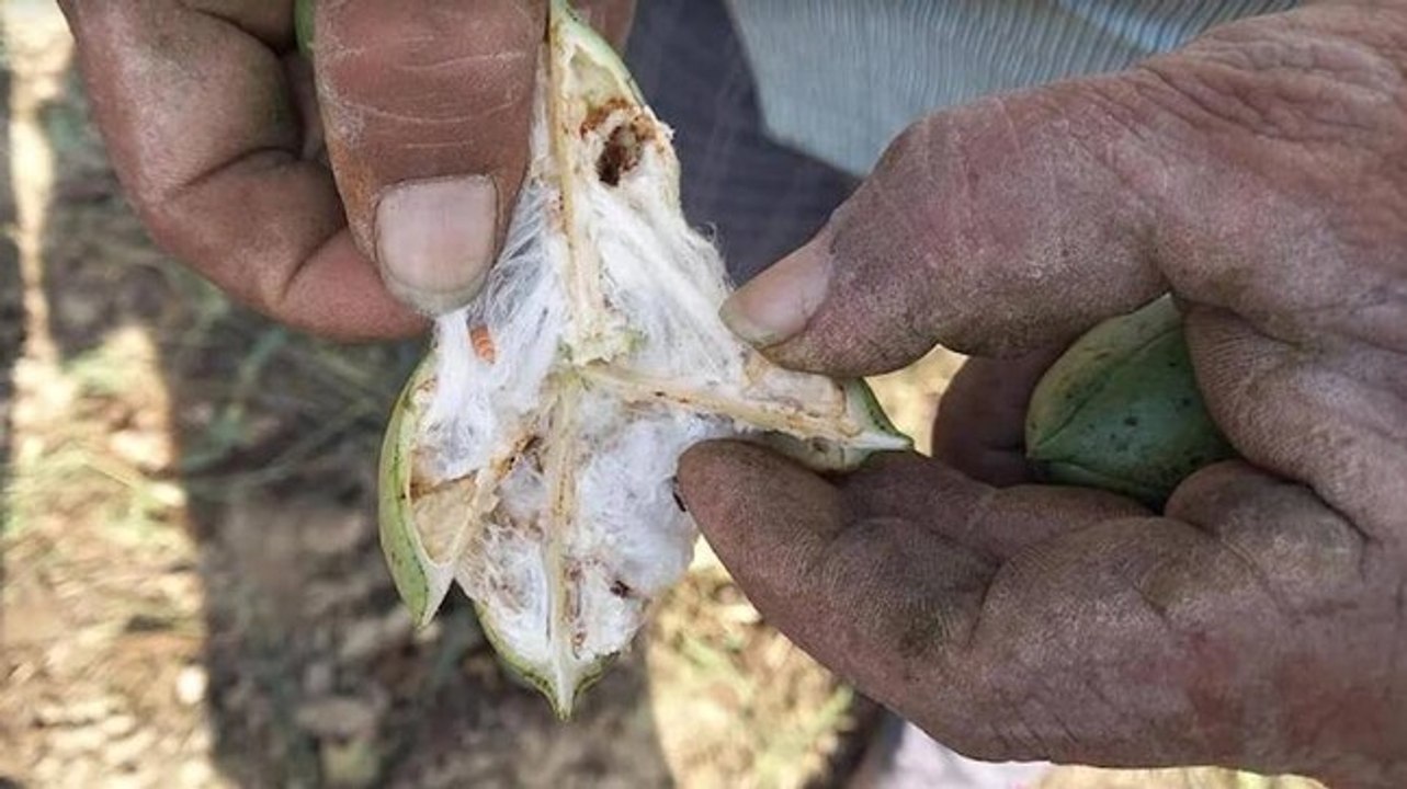 Watch: Farmers in Punjab’s Malwa await crop damage relief