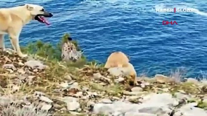 Van Gölü sahilinde vaşak görüntülendi
