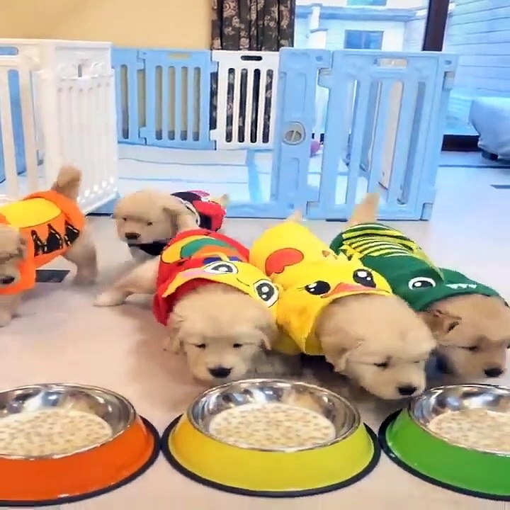 Funniest & Cutest Golden Retriever Puppies - 30 Minutes of Funny Puppy Videos 2021 #11