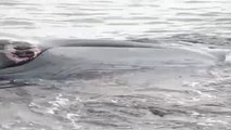 Rescate de una ballena varada en las costas chilenas de Hualpén