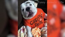 Funniest  Dogs and  Cats - Awesome Funny Pet Animals Life Videos