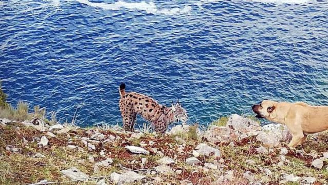 Nesli tükenme tehlikesiyle karşı karşıya! Van Gölü sahilinde vaşak görüntülendi