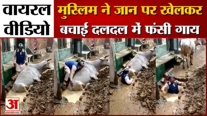 मुस्लिम ने जान पर खेलकर बचाई दलदल में फंसी गाय। Muslim saved a cow trapped in the swamp। Viral Video