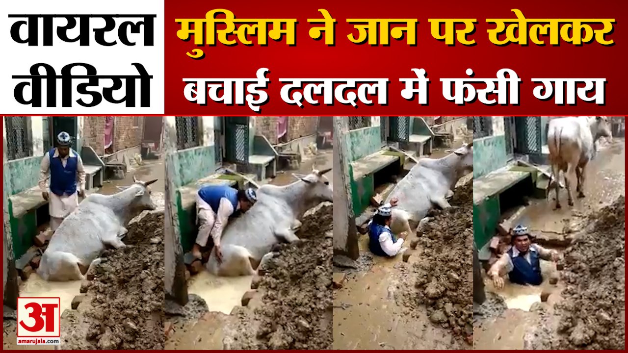 मुस्लिम ने जान पर खेलकर बचाई दलदल में फंसी गाय।...