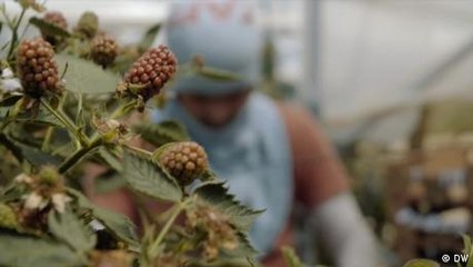 Exploited Asian fruit pickers in Portugal