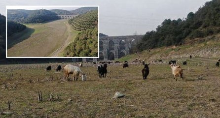 Kahreden görüntü: ‘Balıklar yüzüyordu, şimdi keçiler otluyor’