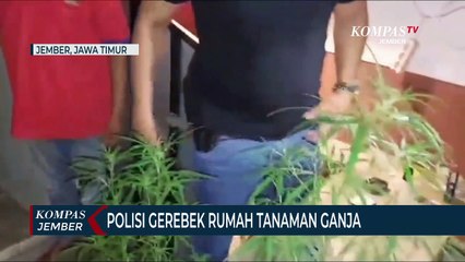 Polisi Gerebek Rumah Warga yang DijadikanTempat Menanam Ganja