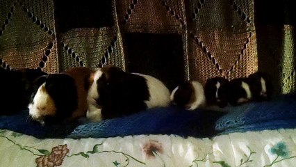 CAVIA PORCELLUS DAVID PIXIE PARSLEY TURMERIC DAVID RJ DAVID CJ 102_6738