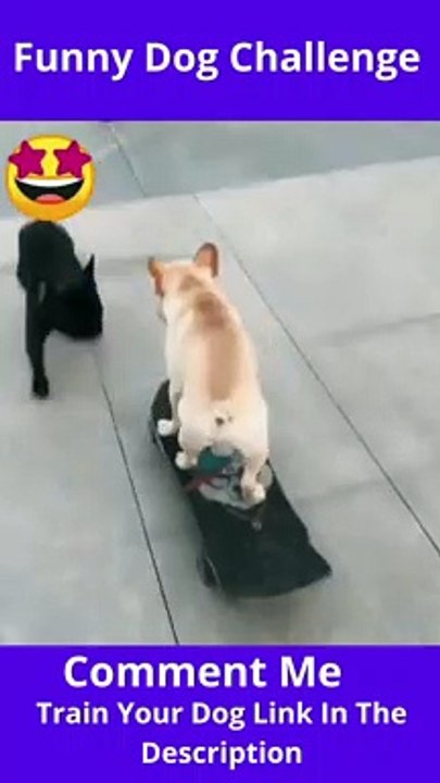 Funny Dog Skating Challenge