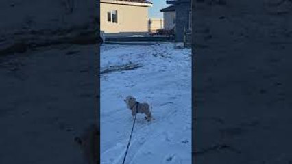 Little Barking Dog Bundled Up Winter