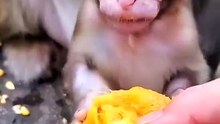 Monkey eating