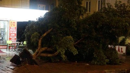 Antalya'da hortum ağaçları kökünden söktü