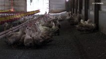 اكتشاف أول بؤرة لإنفلونزا الطيور في مزرعة في شمال فرنسا