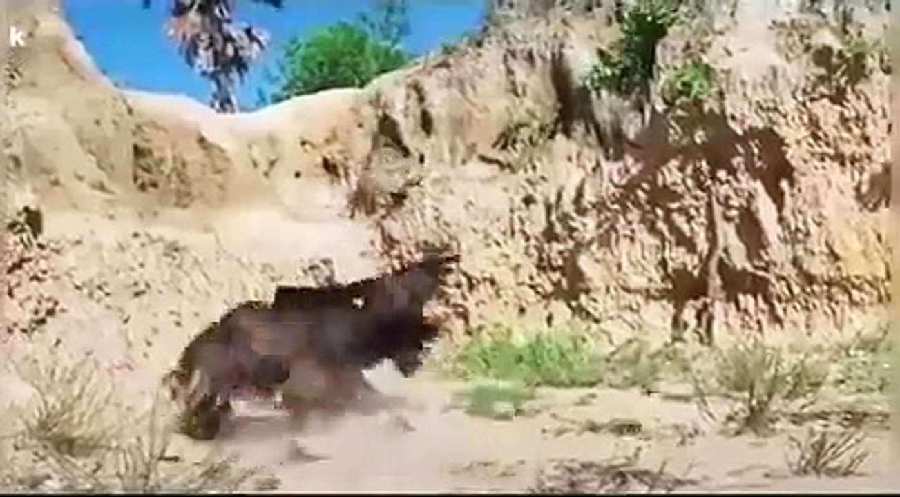 The hawk didn't see it coming |Meme |Funny video |Video lucu