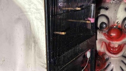 Bayrampaşa'da pet shopta yangın: Çok sayıda hayvan telef oldu