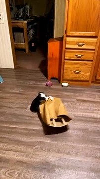 Playful Puppy Entertains Herself With Paper Bag