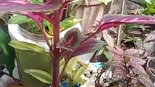 Plantito Plantita