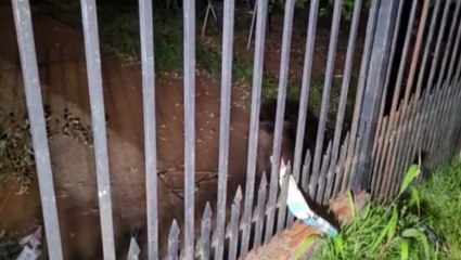 "Foram abandonados e estão pele e osso", diz moradora sobre cães em situação de maus-tratos