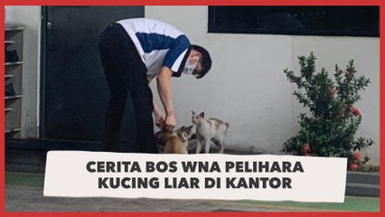 Cerita Bos WNA Pelihara Kucing Liar di Kantor, Karyawan Ikut Kecipratan Untung