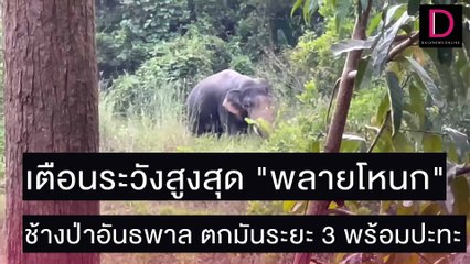 เตือนระวังสูงสุด "พลายโหนก" ช้างป่าอันธพาล ตกมันระยะ 3 พร้อมปะทะ | ชนคลิปข่าว 28/11/64 เดลินิวส์