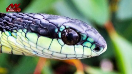 Deadliest Snake: यह 5 सांप पृथ्वी पर है सबसे घातक!